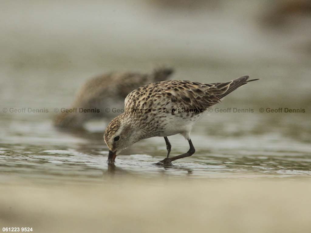 WRSA-AV_White-rumped-Sandpiper