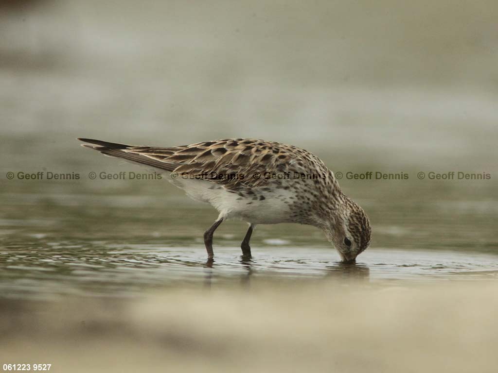 WRSA-AW_White-rumped-Sandpiper