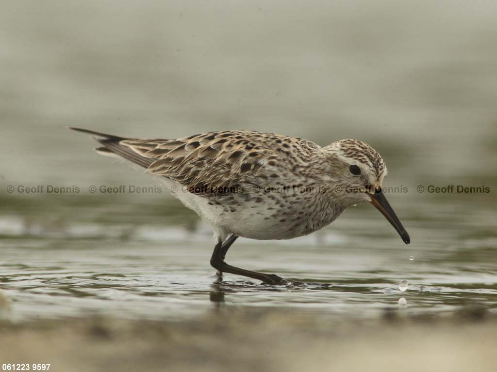 WRSA-AX_White-rumped-Sandpiper