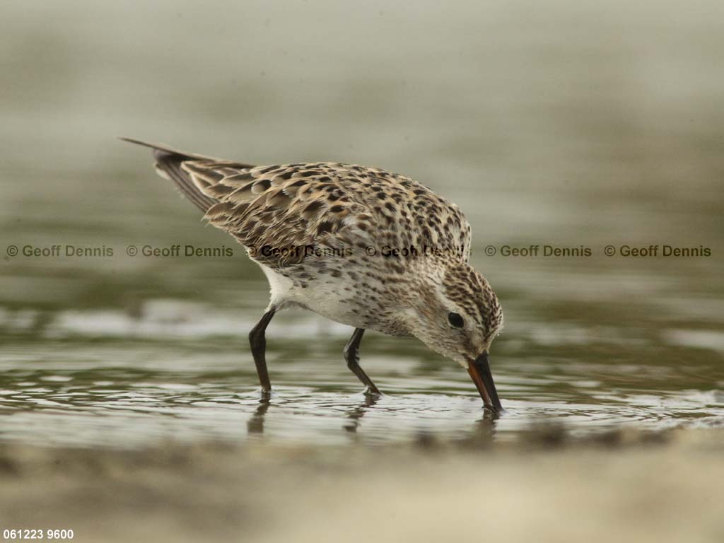 WRSA-AY_White-rumped-Sandpiper