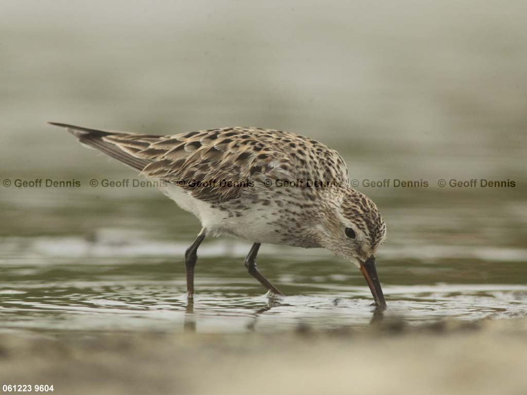 WRSA-AZ_White-rumped-Sandpiper