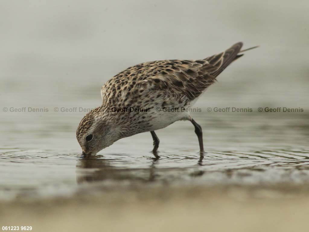WRSA-BA_White-rumped-Sandpiper