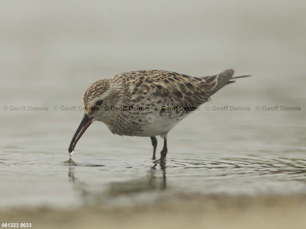 WRSA-BB_White-rumped-Sandpiper