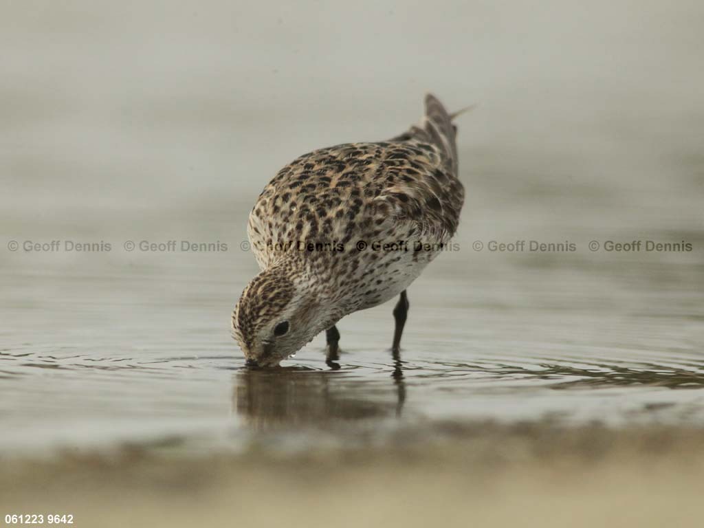 WRSA-BC_White-rumped-Sandpiper