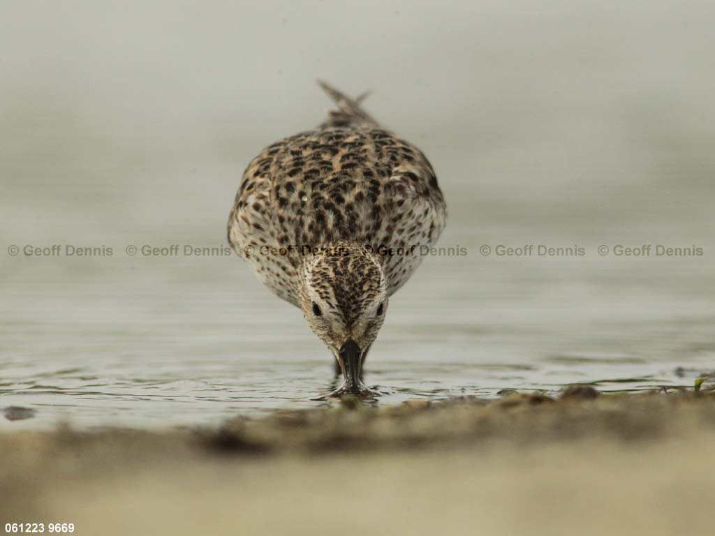 WRSA-BD_White-rumped-Sandpiper