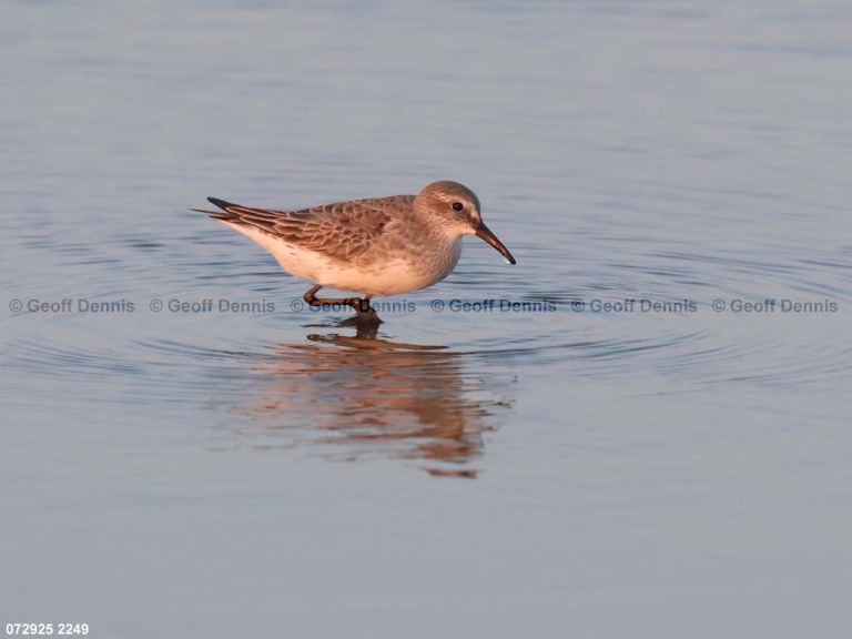 WRSA-BE_White-rumped-Sandpiper
