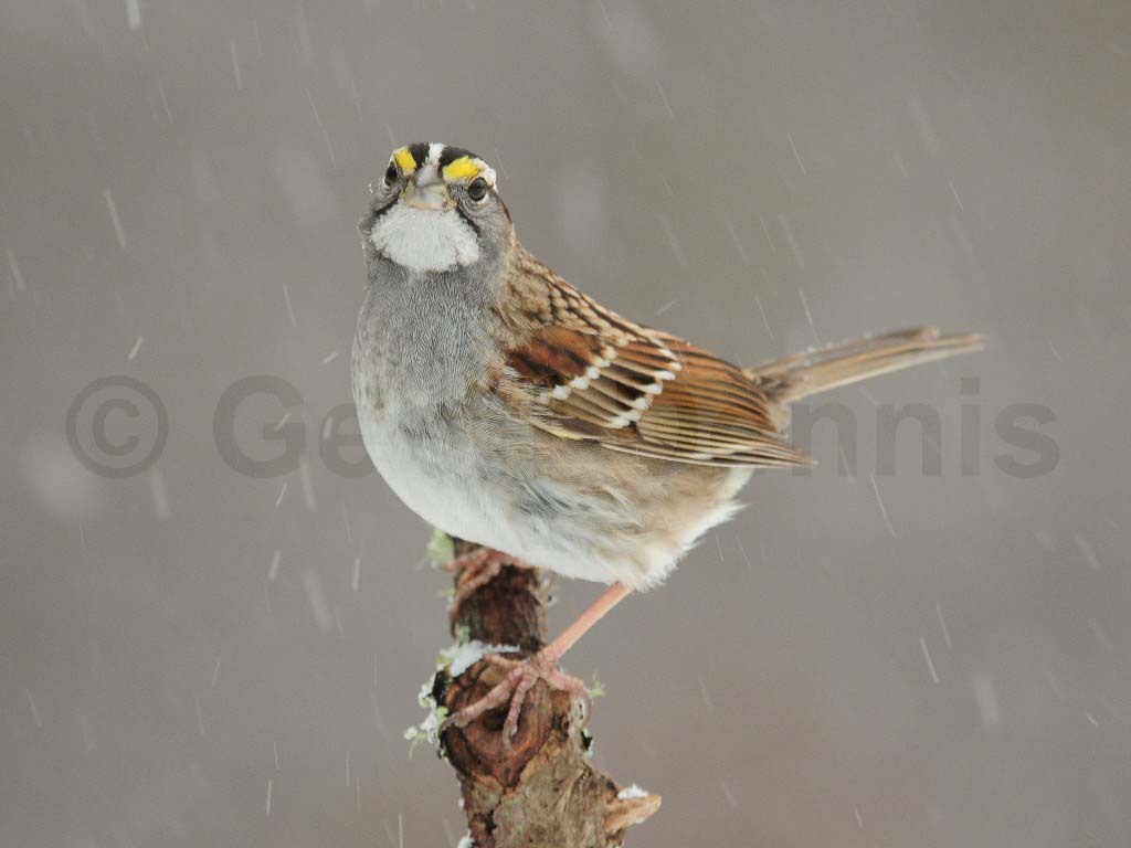 WTSP-AA_White-throated-Sparrow