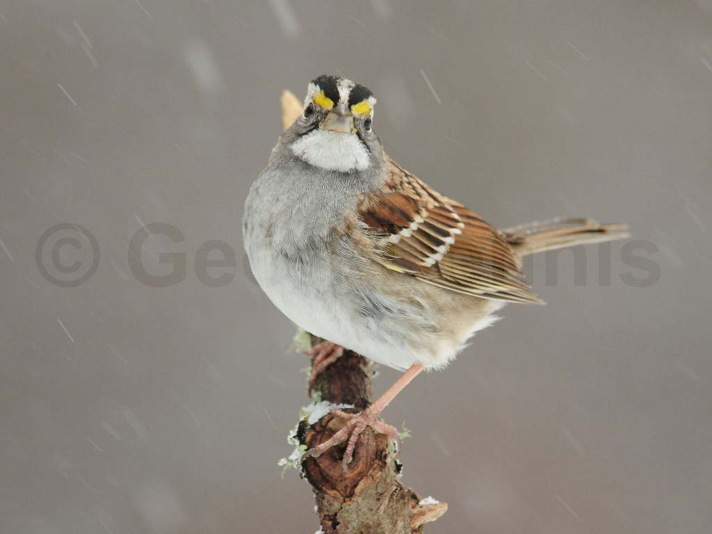 WTSP-AB_White-throated-Sparrow