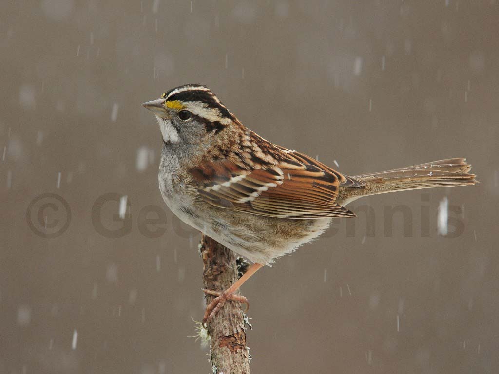 WTSP-AC_White-throated-Sparrow