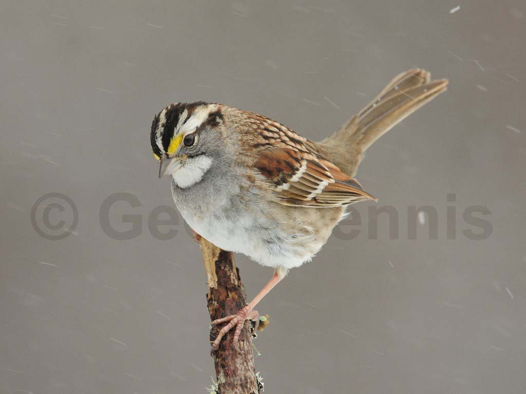 WTSP-AD_White-throated-Sparrow