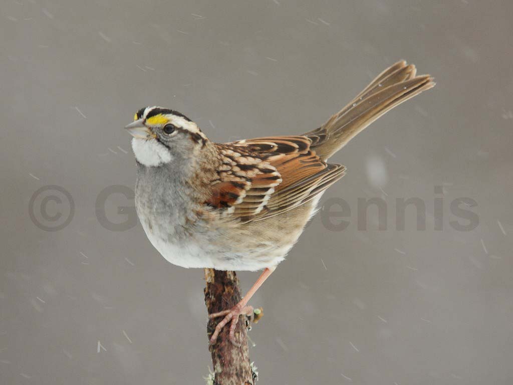 WTSP-AE_White-throated-Sparrow