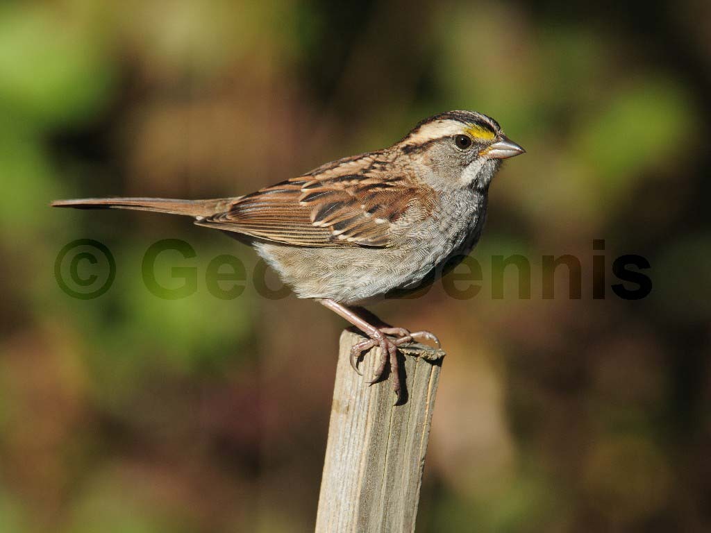 WTSP-AF_White-throated-Sparrow