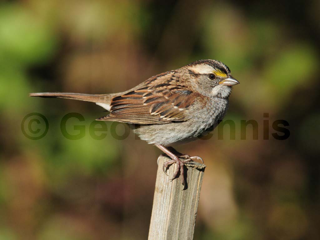 WTSP-AG_White-throated-Sparrow