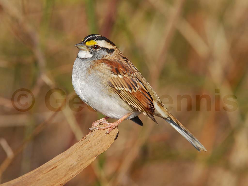 WTSP-AH_White-throated-Sparrow