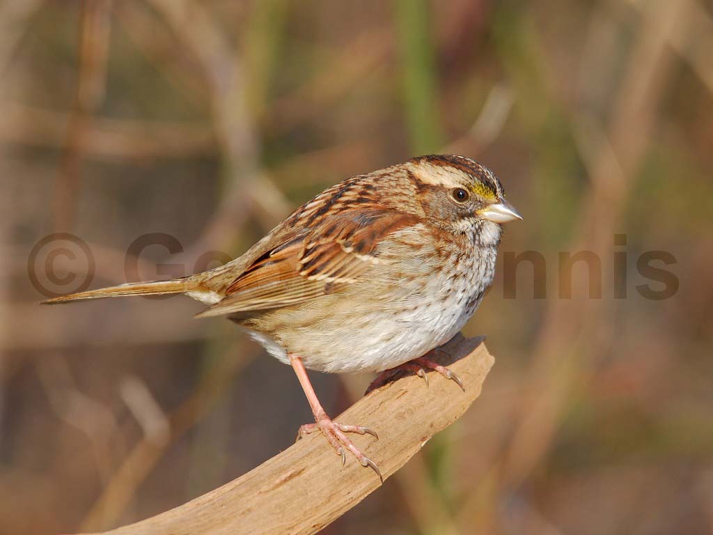 WTSP-AI_White-throated-Sparrow