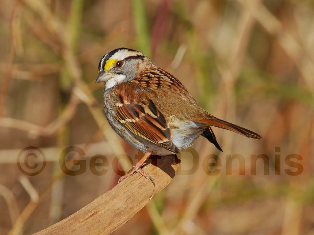 WTSP-AJ_White-throated-Sparrow