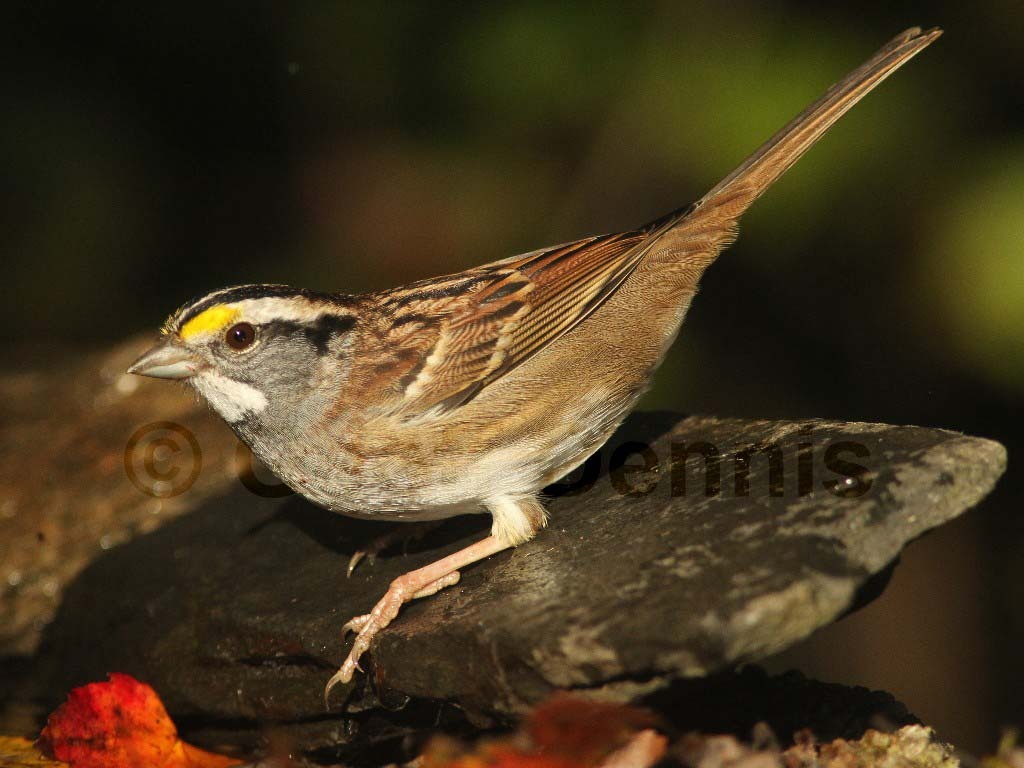 WTSP-AK_White-throated-Sparrow