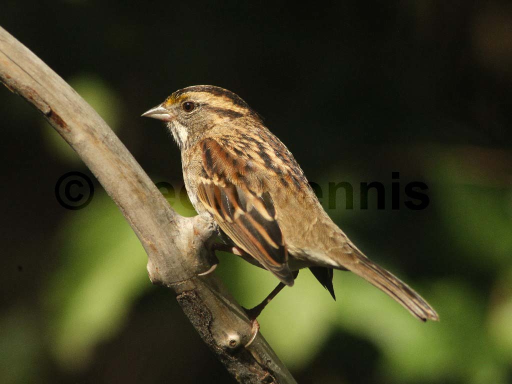 WTSP-AL_White-throated-Sparrow