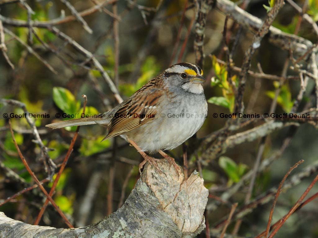WTSP-AM_White-throated-Sparrow