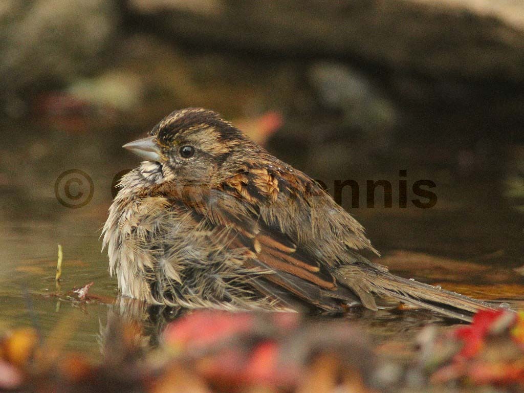 WTSP-AN_White-throated-Sparrow