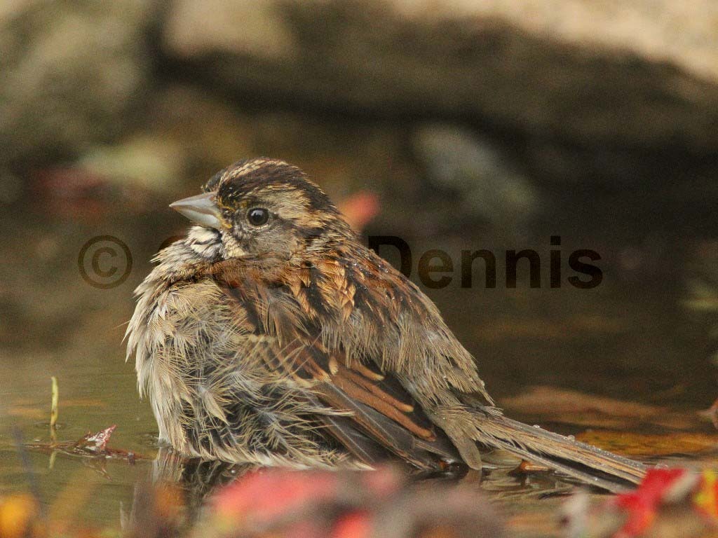 WTSP-AO_White-throated-Sparrow