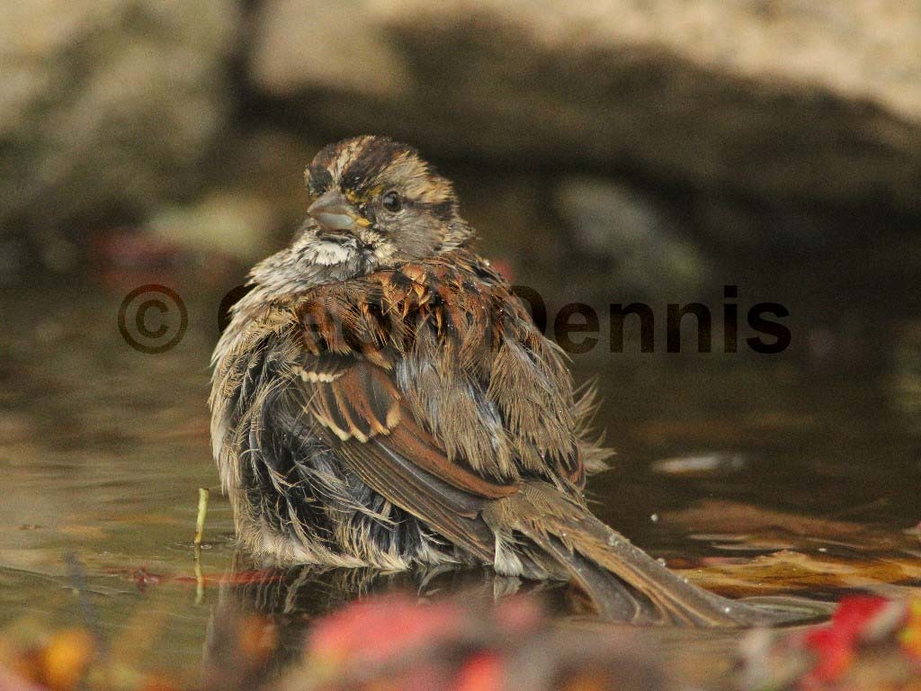 WTSP-AP_White-throated-Sparrow