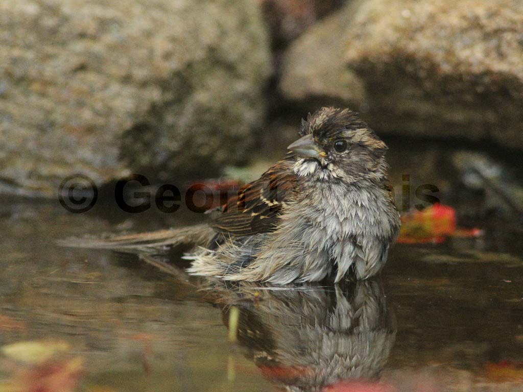WTSP-AQ_White-throated-Sparrow