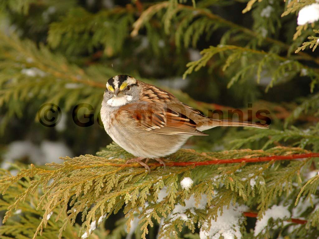WTSP-AR_White-throated-Sparrow