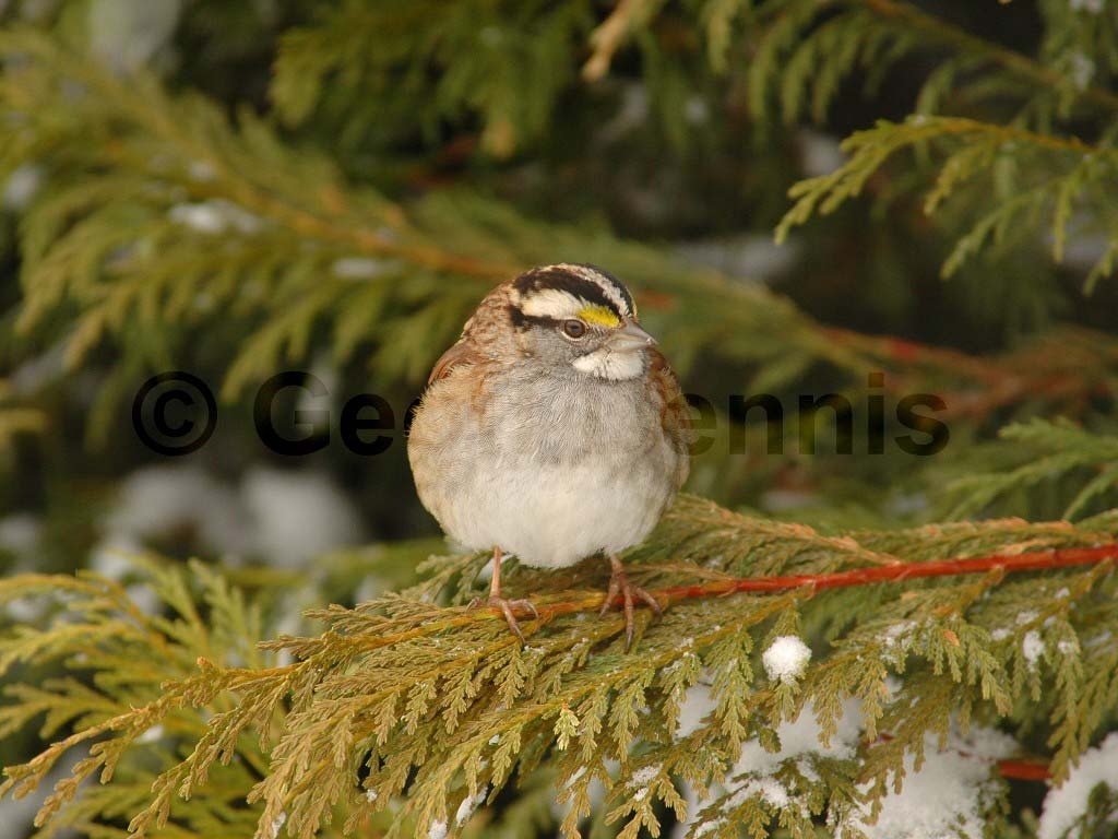 WTSP-AS_White-throated-Sparrow