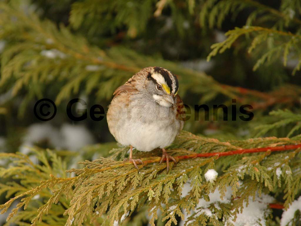 WTSP-AT_White-throated-Sparrow