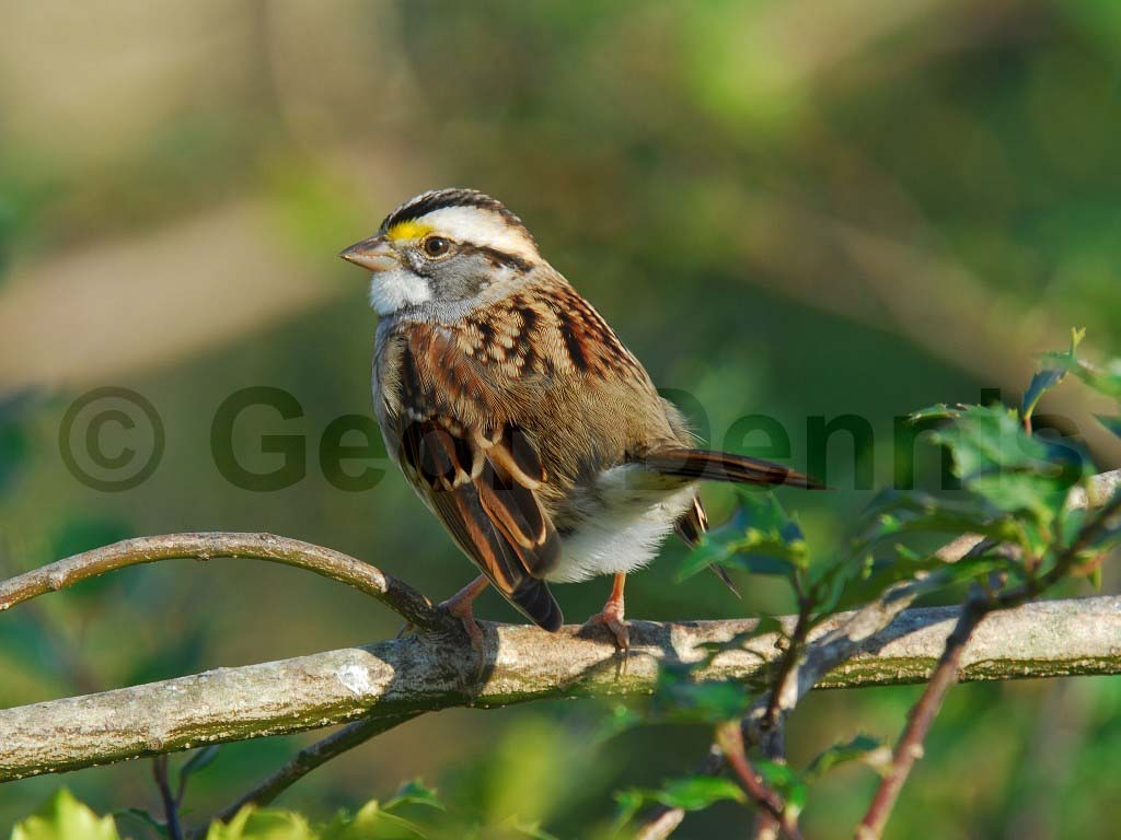 WTSP-AU_White-throated-Sparrow