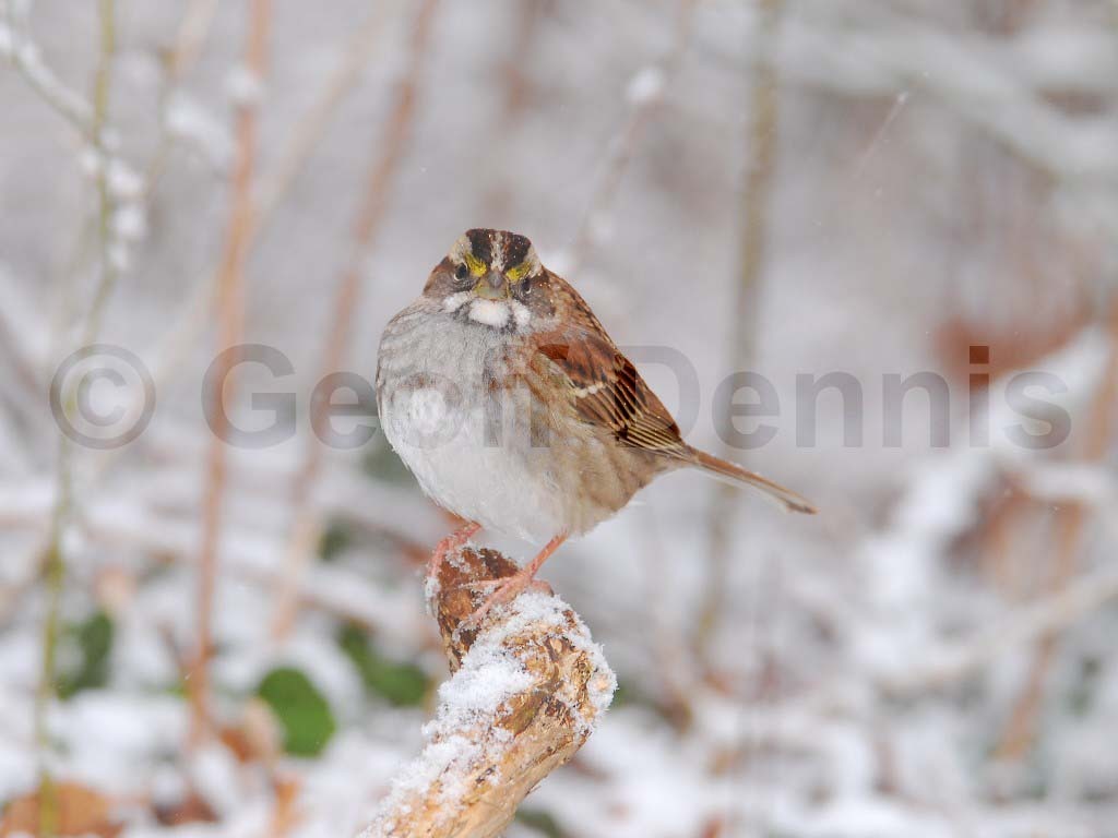 WTSP-AV_White-throated-Sparrow