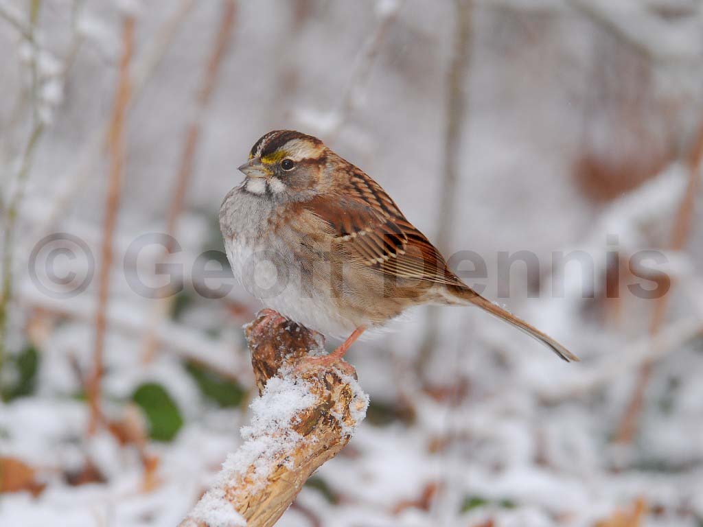 WTSP-AW_White-throated-Sparrow