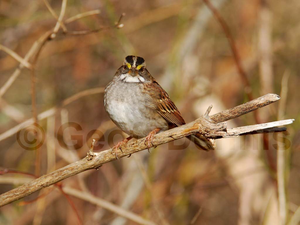 WTSP-AX_White-throated-Sparrow