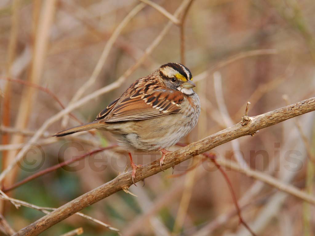 WTSP-AY_White-throated-Sparrow