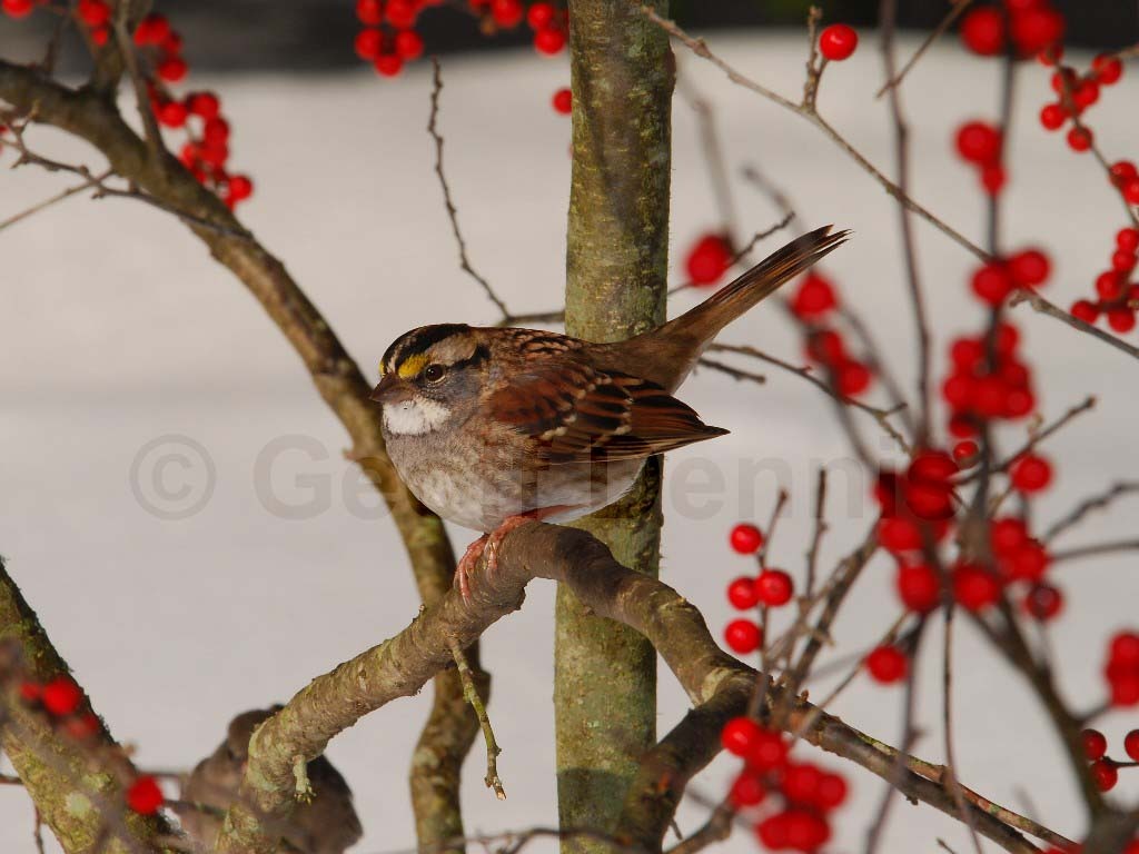 WTSP-AZ_White-throated-Sparrow
