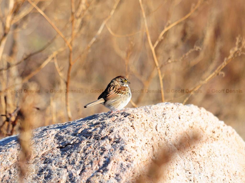 WTSP-BA_White-throated-Sparrow