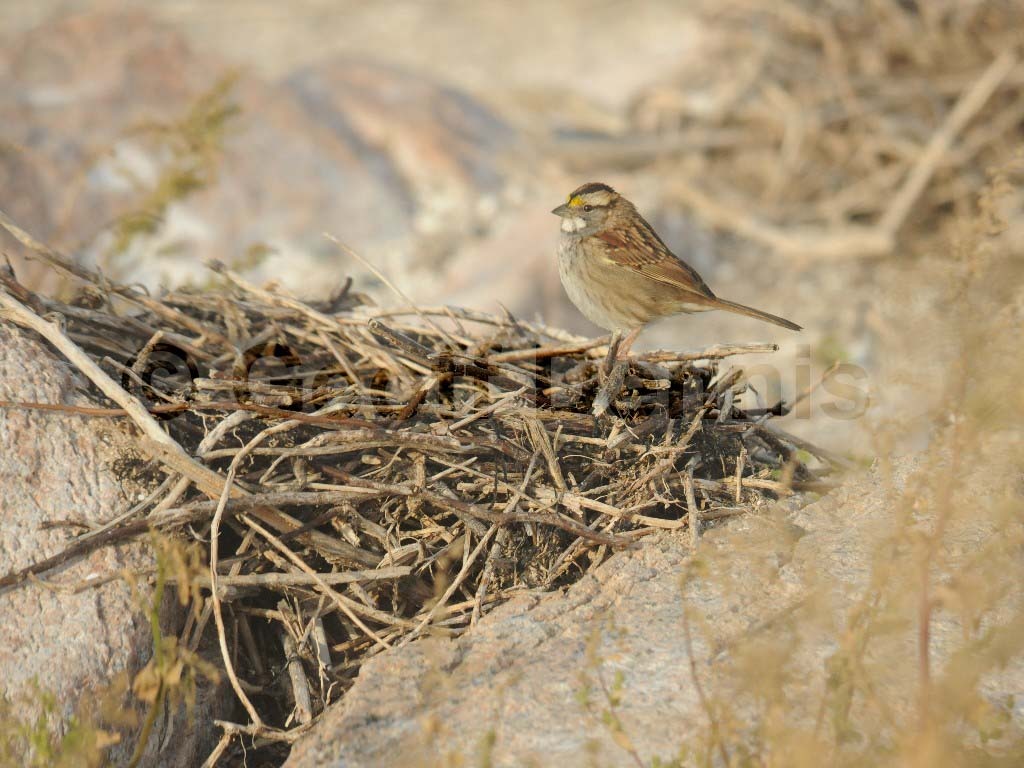 WTSP-BB_White-throated-Sparrow