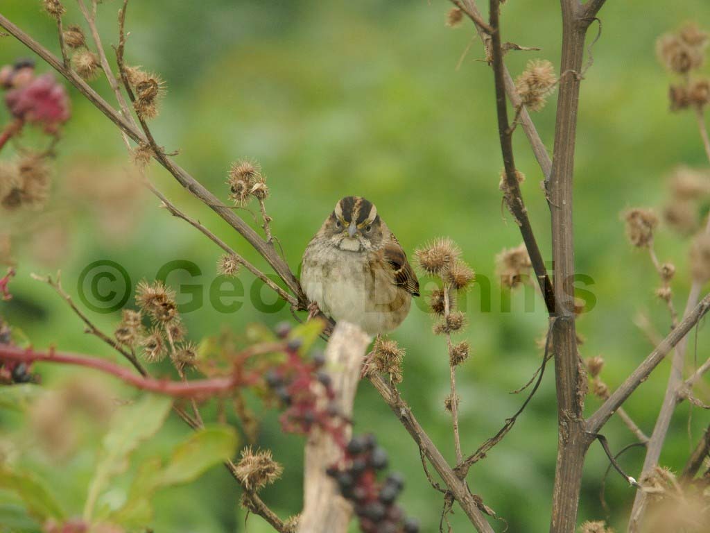 WTSP-BC_White-throated-Sparrow