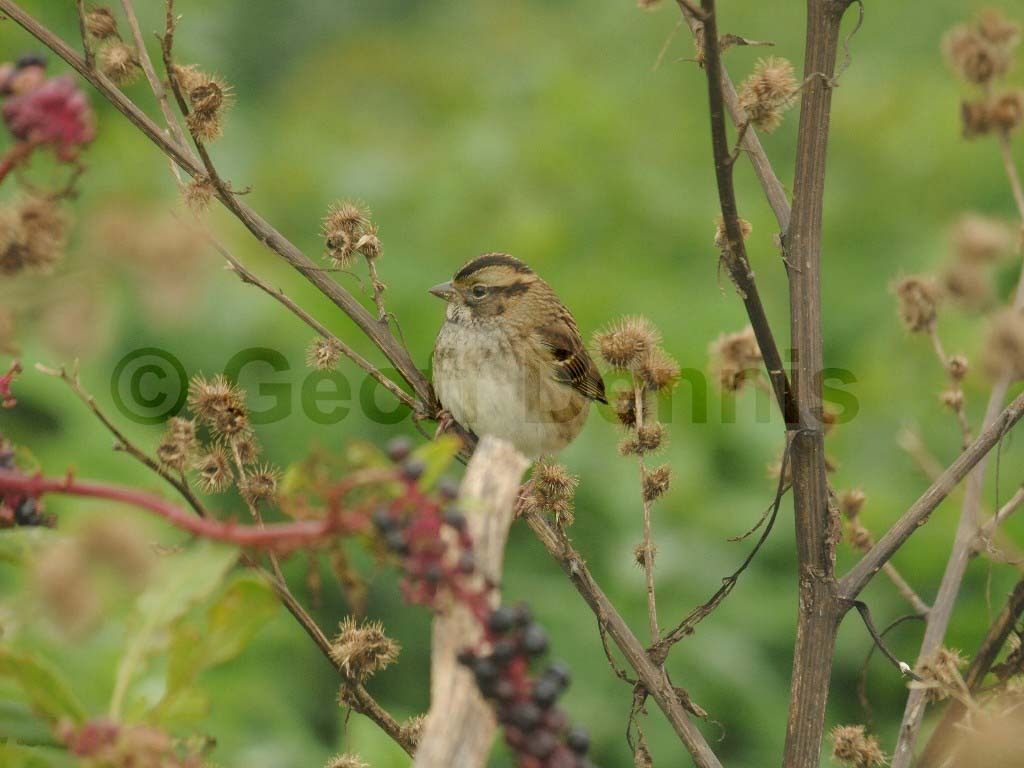 WTSP-BD_White-throated-Sparrow
