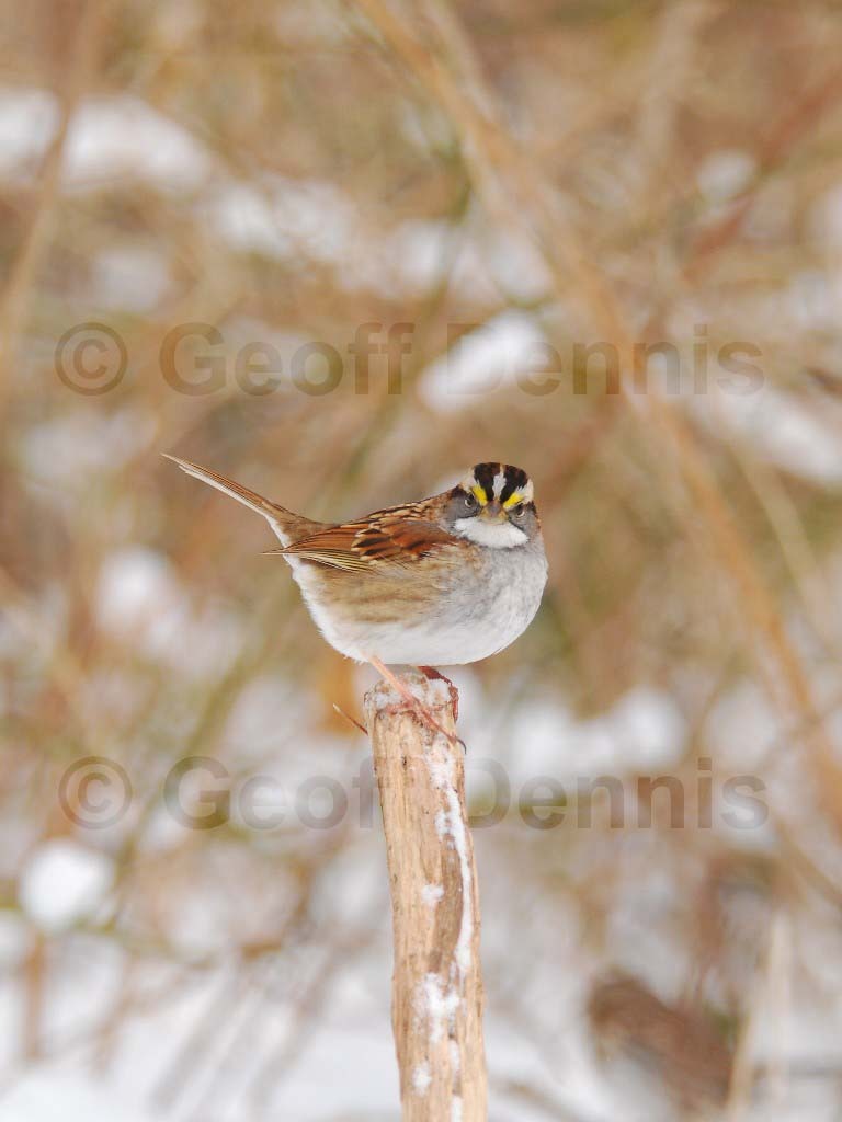 WTSP-BE_White-throated-Sparrow