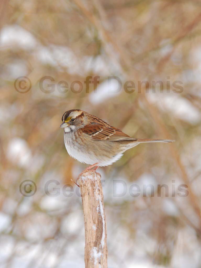 WTSP-BF_White-throated-Sparrow