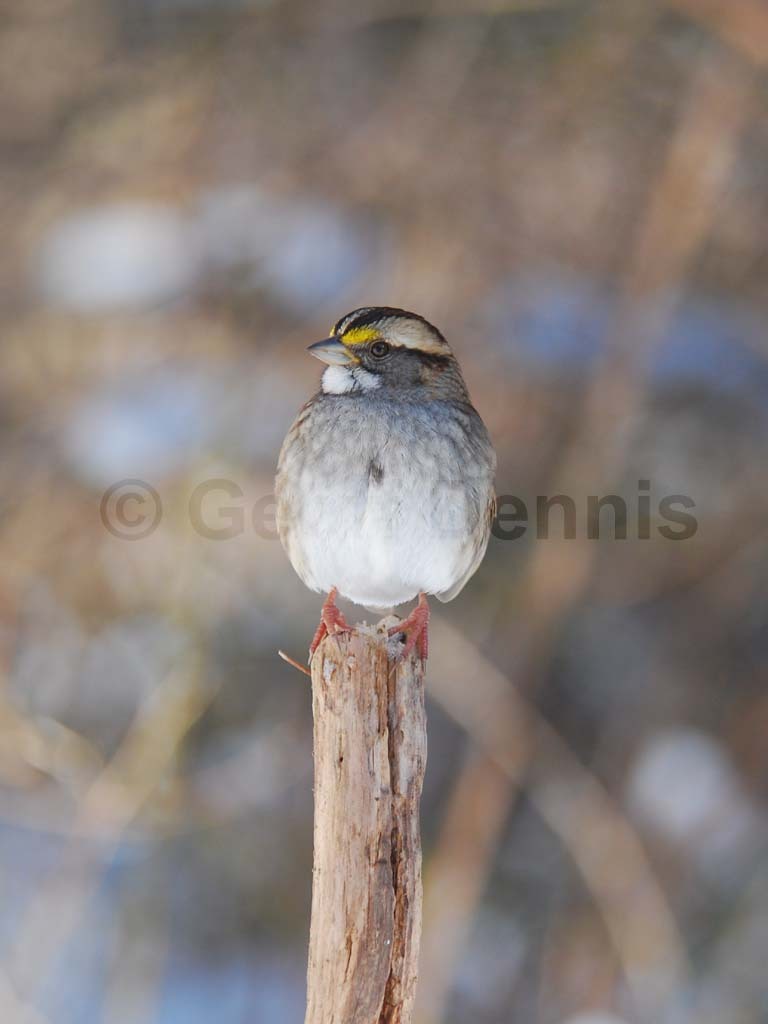WTSP-BG_White-throated-Sparrow