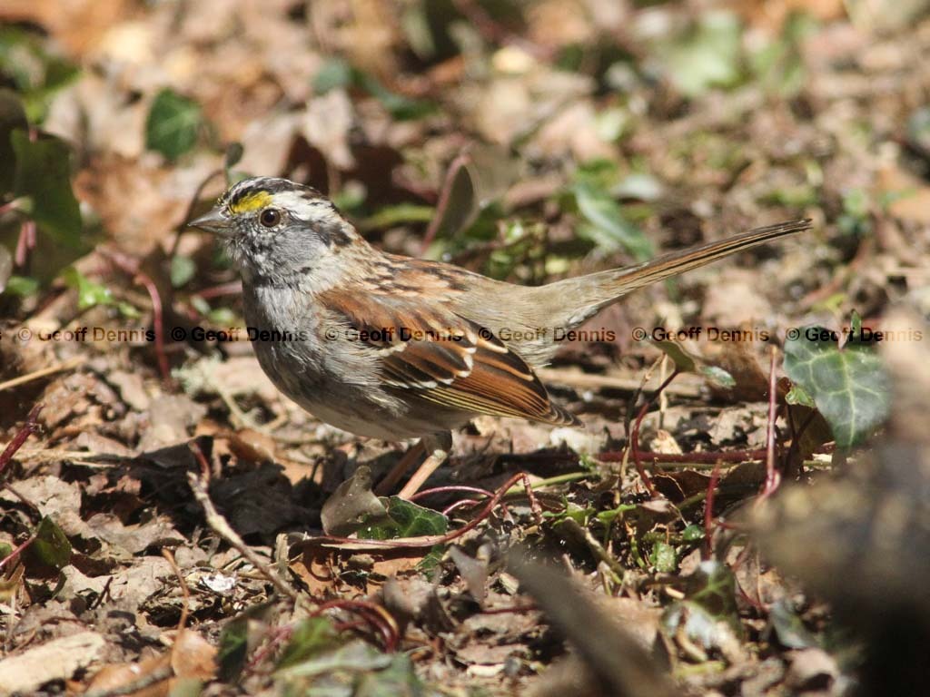 WTSP-BH_White-throated-Sparrow