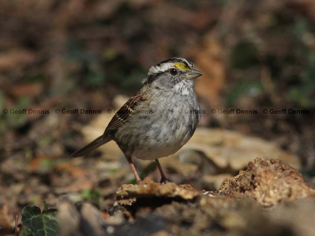 WTSP-BI_White-throated-Sparrow