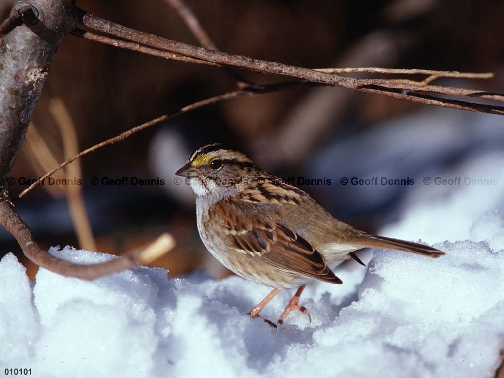 WTSP-BJ_White-throated-Sparrow