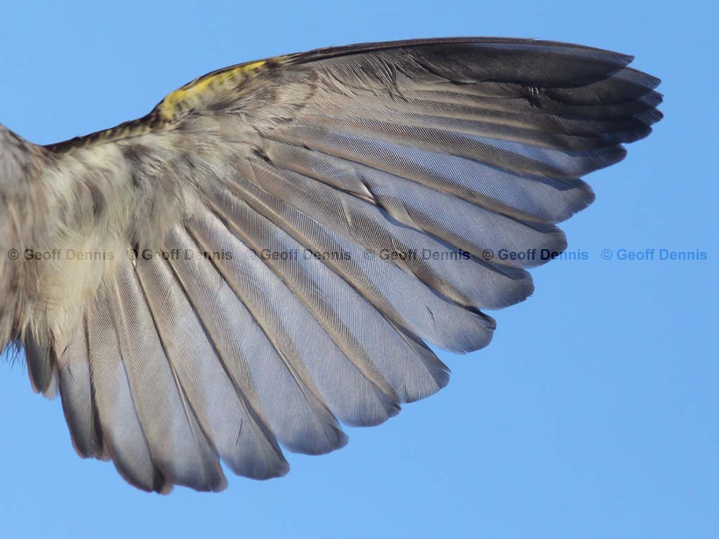 WTSP-BL_White-throated-Sparrow