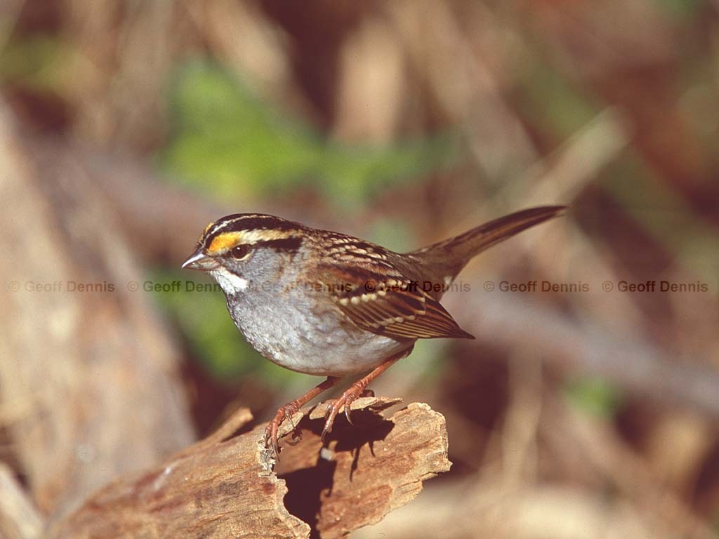 WTSP-BM_White-throated-Sparrow
