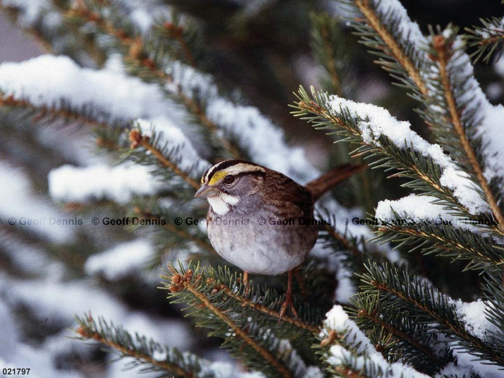 WTSP-BN_White-throated-Sparrow