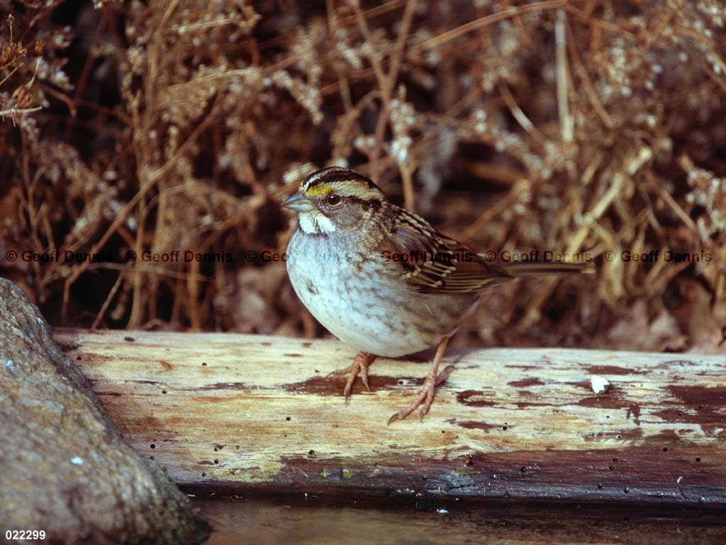 WTSP-BO_White-throated-Sparrow
